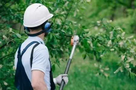 Man trimming trees with a pole saw