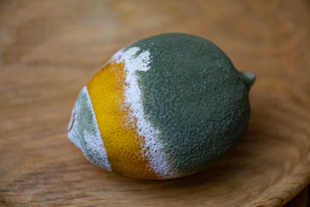 Closeup of green moldy lemon fruit on wooden background. Damaged food. Rotting citrus decomposition
