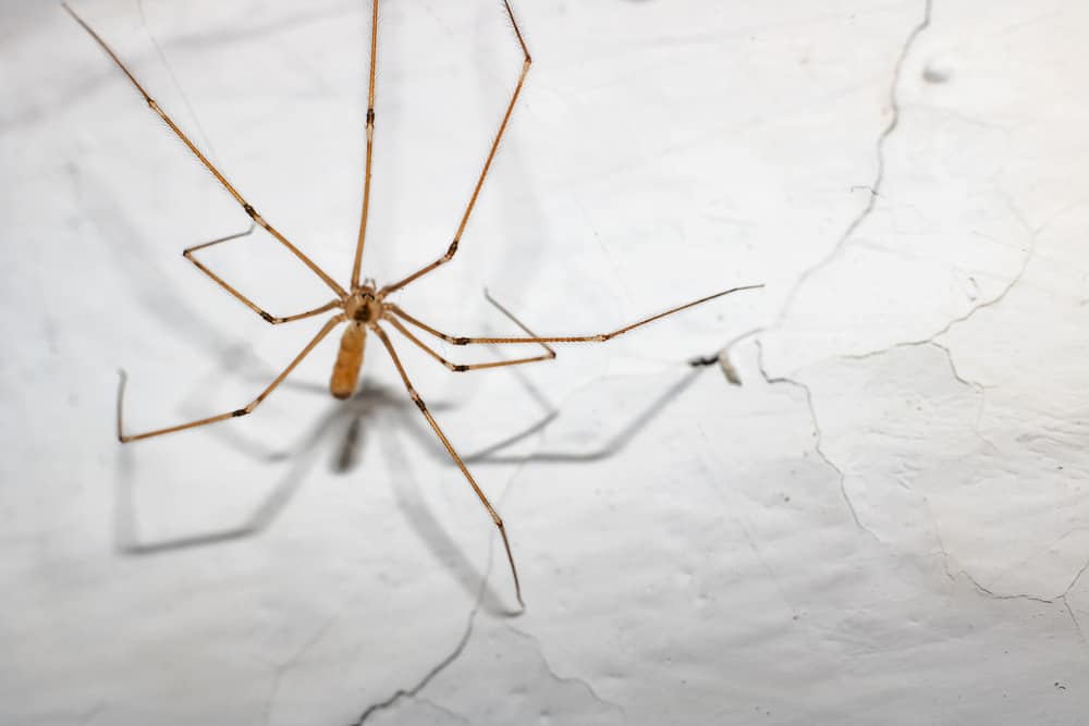 Red spider with long legs on a white wall close up