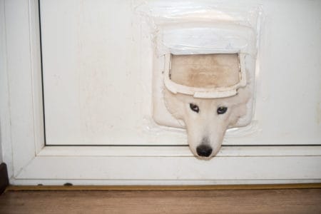 Dog peeking through the door opening window.