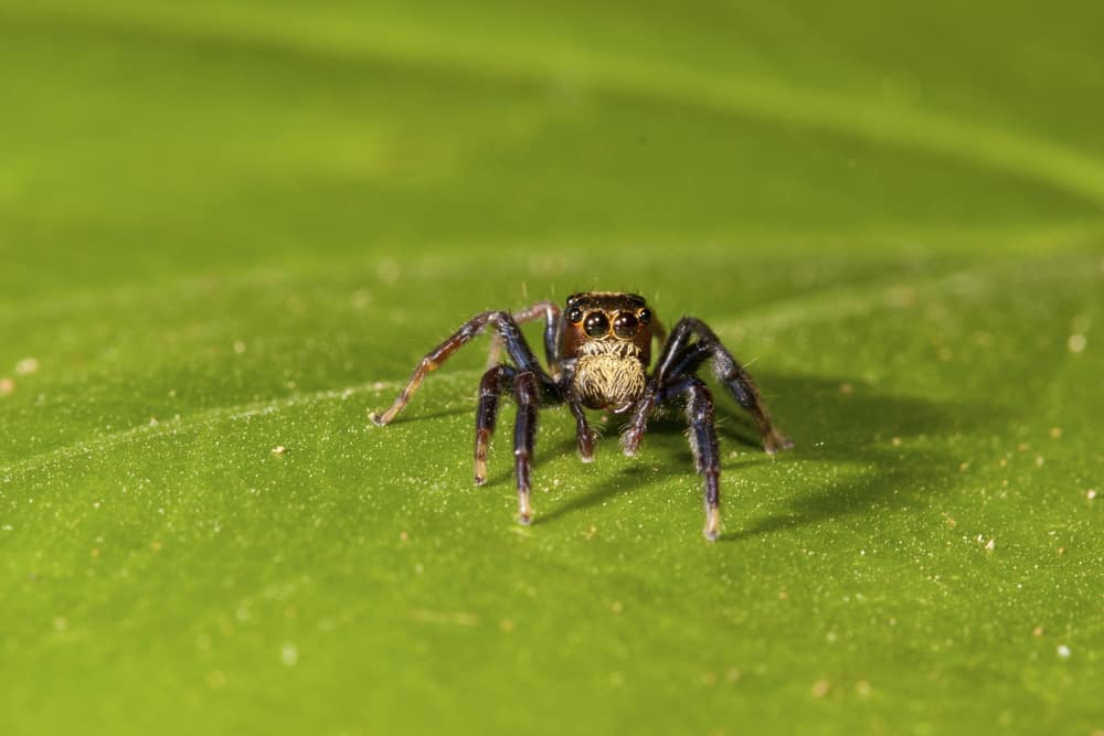 jumping spider stay on geen leaf background