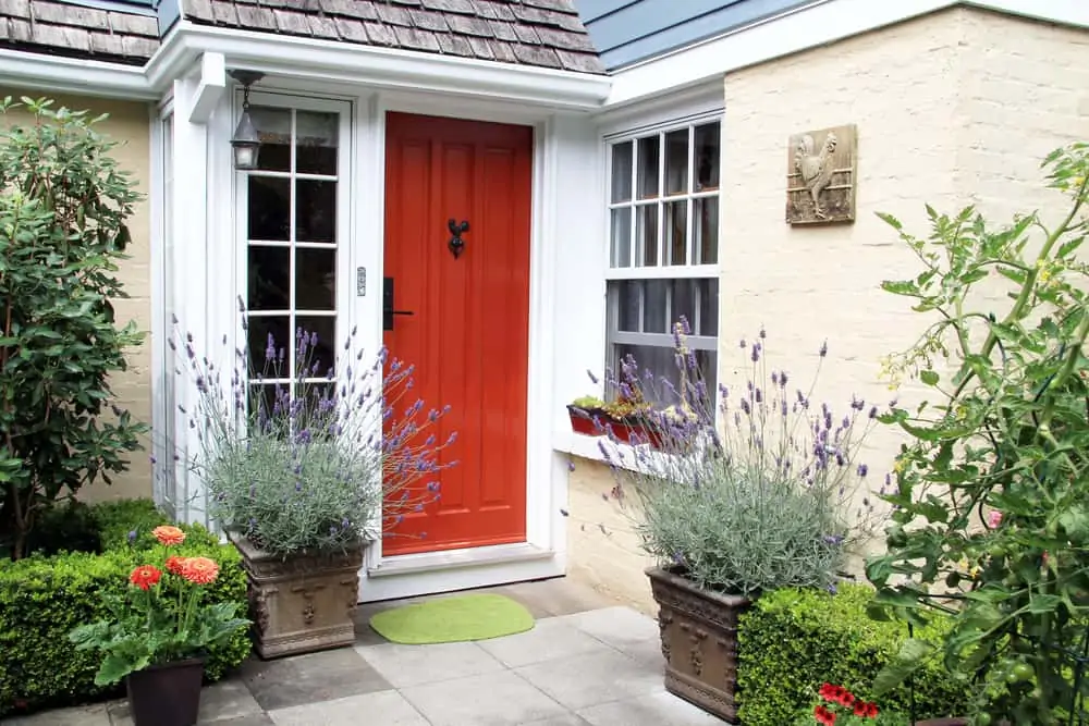 Charming colourful front door entrance with blooming lavender in containers.