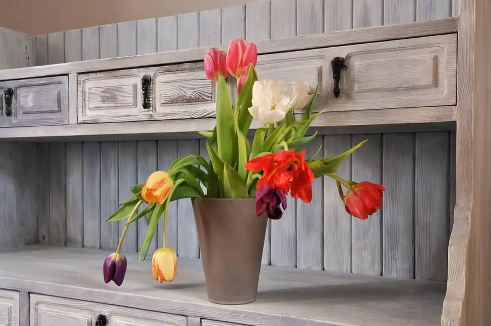 Tulips on an old fasioned bookshelf in chabby chick,