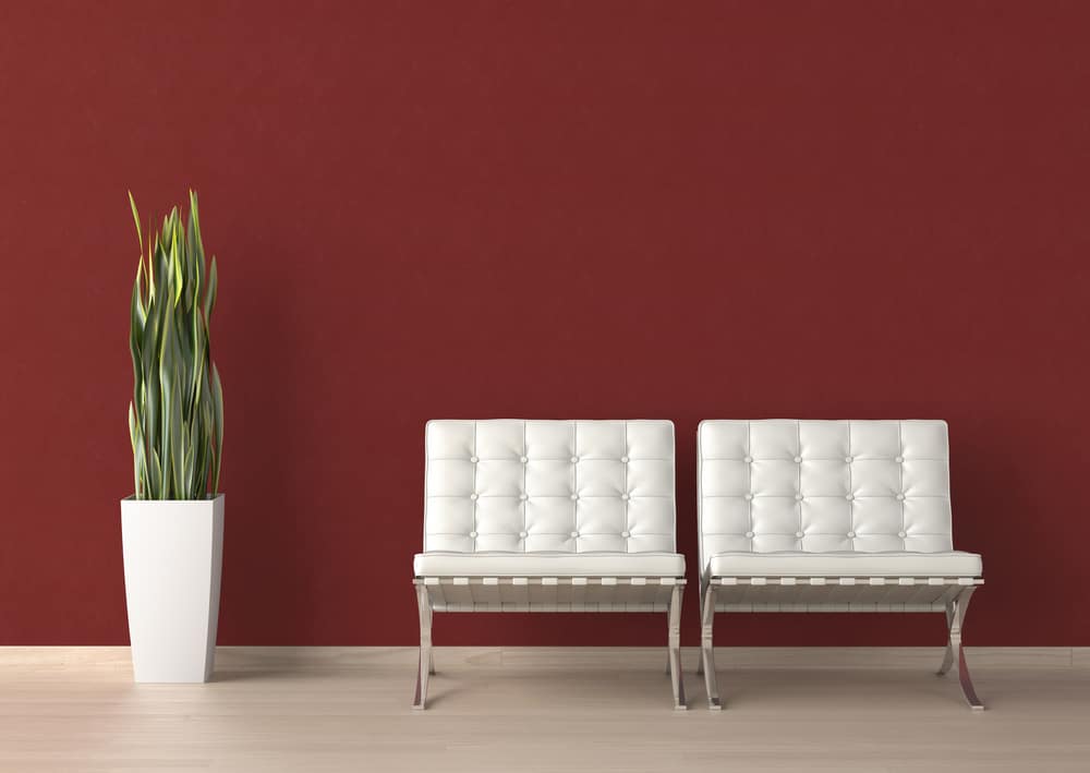 Interior design of two white chairs and a plant on a red wall with copy space on top