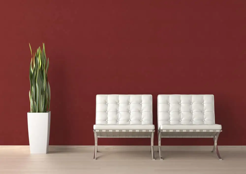 Interior design of two white chairs and a plant on a red wall with copy space on top