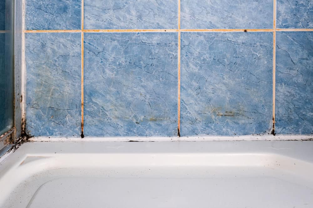 Mold fungus and rust growing in tile joints in damp poorly ventilated bathroom with high humidity, wtness, moisture and dampness problem in bath areas and shower.